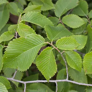 Slippery Elm (Ulmus rubra)