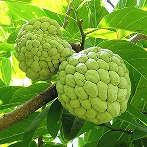 Srikaya (Annona squamosa)