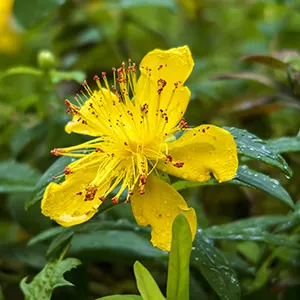 St John's Wort (Hypericum perforatum)