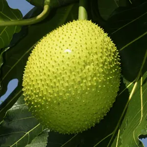 Sukun (Artocarpus altilis)