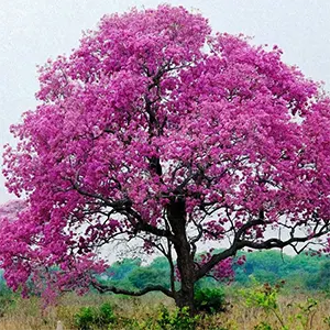 Tabebuia (Tabebuia spp.)