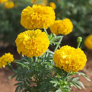 Tahi Kotok (Tagetes erecta)