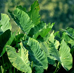 Talas (Colocasia esculenta)