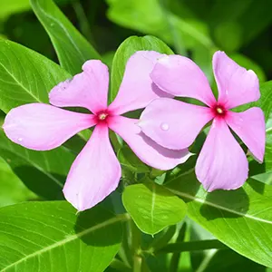 Tapak Dara (Catharanthus roseus)