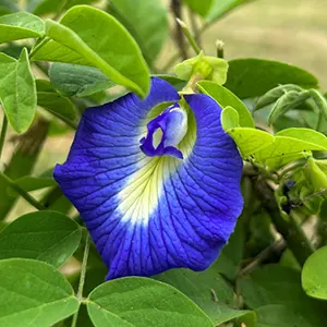 Telang Ternate (Clitoria ternatea)