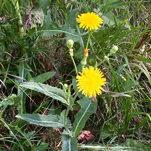 Tempuyung (Sonchus arvensis)