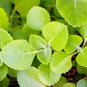 Torbangun (Coleus amboinicus)