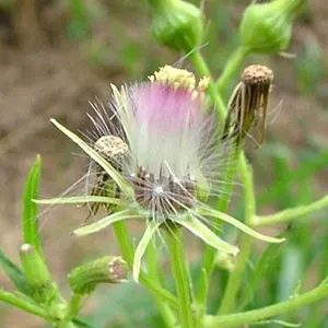 Tropical Burnweed (Erechtites valerianifolius)