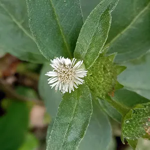 Urang-aring (Eclipta prostrata)