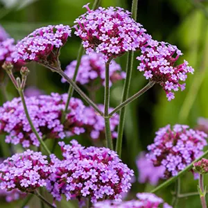 Vervain (Verbena officinalis)