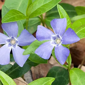 Vinca Minor (Vinca minor)