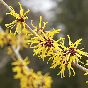 Witch-hazel (Hamamelis virginiana)