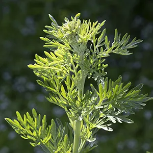 Wormwood (Artemisia absinthium)