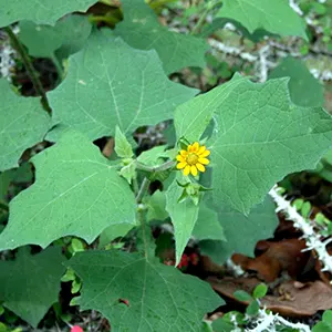 Yakon (Smallanthus sonchifolius)