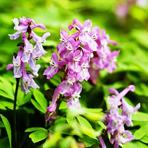 Yan Hu Suo (Corydalis yanhusuo)