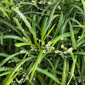 Zodia (Euodia suaveolens)