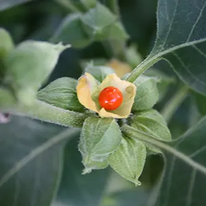 Ashwagandha (Withania somnifera)