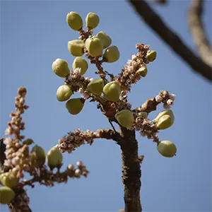 Boswellia (Boswellia serrata)