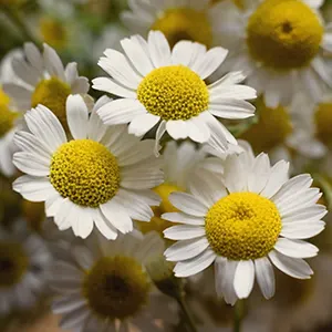 Chamomile (Matricaria chamomilla)