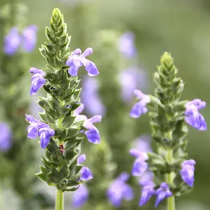 Chia (Salvia hispanica)