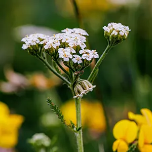 Daun Seribu (Achillea millefolium)