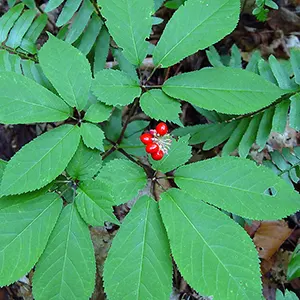 Tumbuhan Ginseng