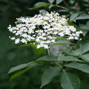 Elder (Sambucus nigra)