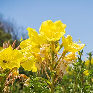 Evening Primrose (Oenothera biennis)