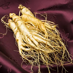 Ginseng (Panax Ginseng)