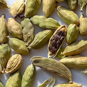 Kapulaga Sebrang (Elettaria cardamomum)