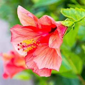 Kembang Sepatu (Hibiscus rosa-sinensis)