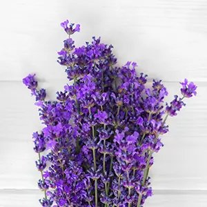 Lavender (Lavandula angustifolia)