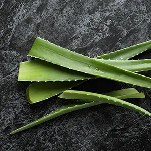 Lidah buaya (Aloe vera)