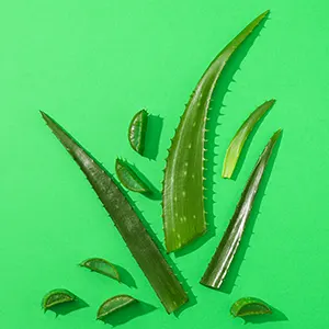 Lidah buaya (Aloe vera)