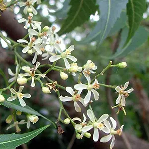 Mimba (Azadirachta indica)