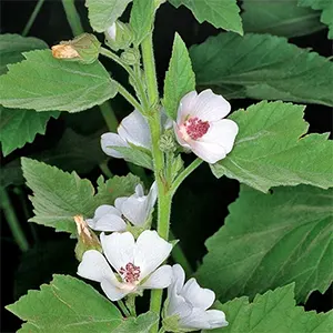 Panirak Paya (Althaea officinalis)