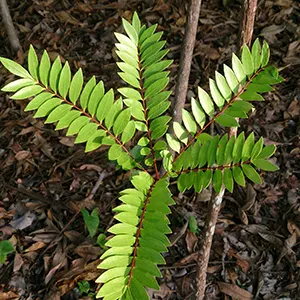 Pasak Bumi (Eurycoma longifolia)