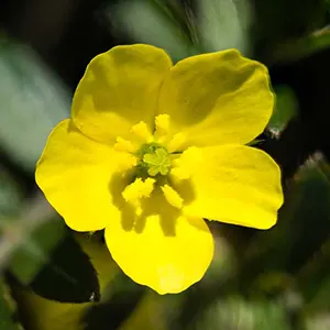 Rujak Polo (Tribulus terrestris)