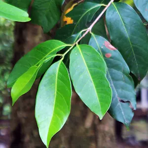 Salam (Syzygium polyanthum)