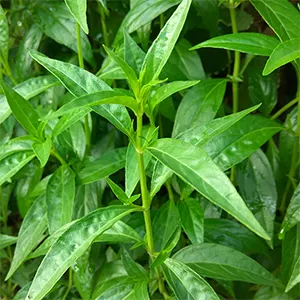 Sambiloto (Andrographis paniculata)