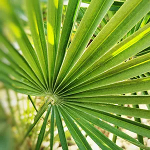 Saw Palmetto (Serenoa repens)