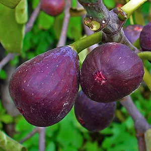 Tin (Ficus carica)