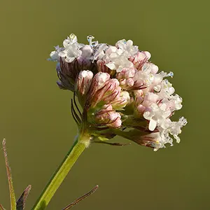 Valerian (Valeriana officinalis)