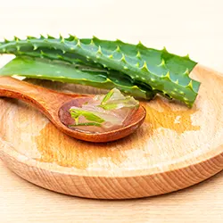 Lidah Buaya (Aloe vera)