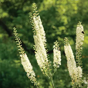 Black Cohosh (Actaea racemosa)