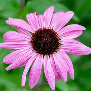 Bunga Topi Surya (Echinacea purpurea)