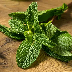 Peppermint (Mentha × piperita)