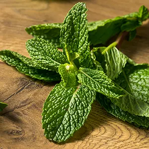 Peppermint (Mentha × piperita)