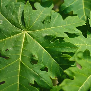 Daun Pepaya (Carica papaya)