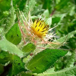 Holy Thistle (Centaurea benedicta)